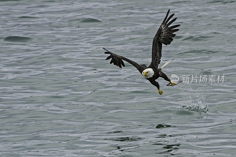 秃鹰(Haliaeetus leucocephalus，是一种食肉鸟，发现在阿拉斯加，以鲱鱼在水里。锡特卡的声音,阿拉斯加。